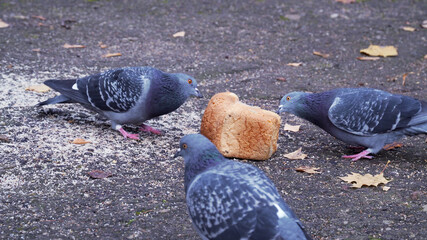 Wild birds in the street. Three pigeons eating a bread in the street