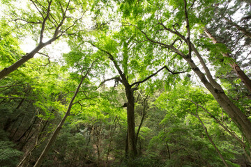 奈良春日山原始林