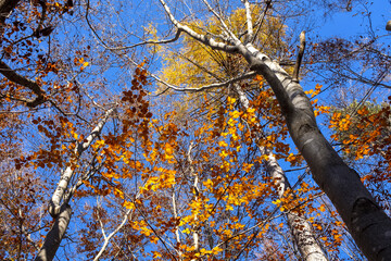 Piante autunnali con follage sulle montagne trentine