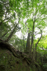 奈良春日山原始林