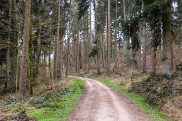 Fototapeta na wymiar Nice view of forest road in Switzerland