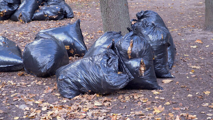 Cleaning of fallen leaves in the park. Several black bags filled with fallen leaves lie under a tree