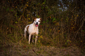 Beautiful happy pitbull dog posing in colorful sunny autumn day	
