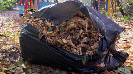Cleaning of fallen leaves in the park. Torn Black Bag of Fallen Leaves. Close-up