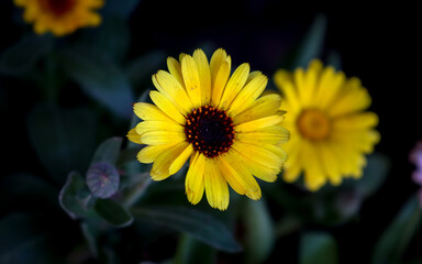 Beautiful yellow Calendula flower