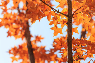 In autumn, the leaves on the trees turn yellow slowly