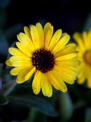 Beautiful yellow Calendula flower