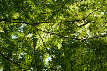 Obraz premium 緑のモミジ