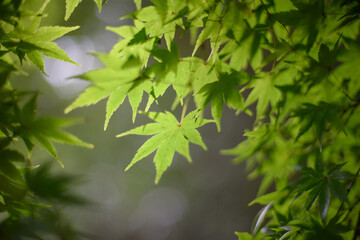 緑のモミジ