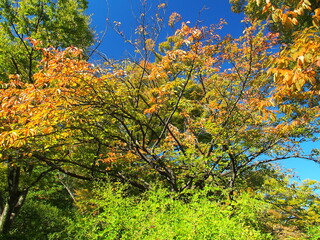 桜の黄葉と萩と青空