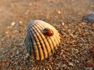 A ladybug crawls on a seashell on the beach in the rays of the setting sun