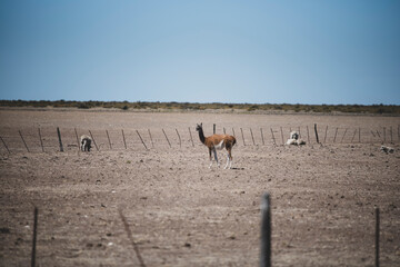 Naklejka premium Beautiful example of Guanaco animal living and dwelling in north Patagonia region of Valdes district in Puerto Madryn, Argentina. Typical patagonian ranch and farm life in South America