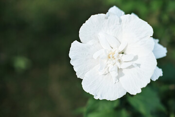 Obraz premium Hibiscus syriacus flower on green background. white flower with copy space for text.