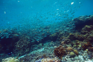 Fototapeta na wymiar coral reef underwater / sea coral lagoon, ocean ecosystem