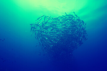 coral reef vintage toning / unusual landscape, underwater life, ocean nature
