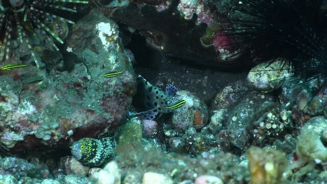 Snowflake Moray - Echidna nebulosa and Barramundi fish - Humpback Grouper - Cromileptes altivelis at the cleaning station underwater world of Bali.