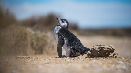 Beautiful Isolated Penguin dwelling free in a natural national park in north Patagonia near the city of Puerto Madryn in Argentina. Unesco world heritage as natural reserve park in a summer day