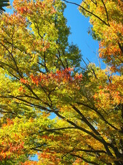 公園の欅と桜の黄葉風景