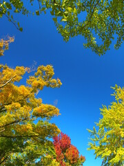 色づき始めた秋の公園の木々と青空
