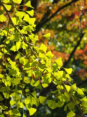 秋の陽を浴びる公園の銀杏の黄葉した葉