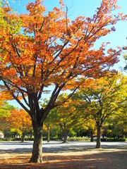 秋の紅葉の欅のある公園風景