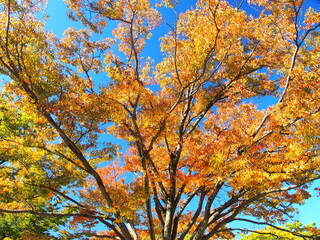 秋の公園の黄葉の欅と青空