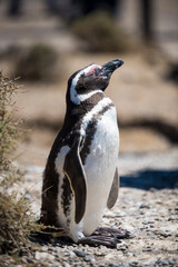Beautiful Isolated Penguin dwelling free in a natural national park in north Patagonia near the city of Puerto Madryn in Argentina. Unesco world heritage as natural reserve park in a summer day