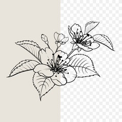 Hand drawn design elements sakura flowers collection.