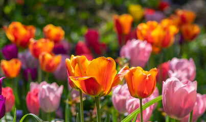 Amazing garden field with tulips of various bright rainbow color petals, beautiful bouquet of colors in sunlight daylight