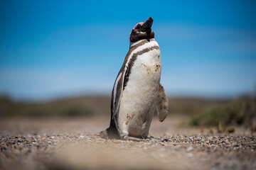 Beautiful Isolated Penguin dwelling free in a natural national park in north Patagonia near the city of Puerto Madryn in Argentina. Unesco world heritage as natural reserve park in a summer day