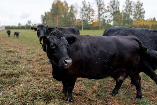 black dexter cow in the fields