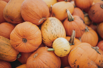 pile of pumpkins