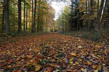 Fallen yellow leaves in the forest in autumn