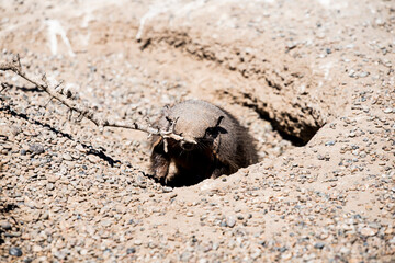 Desert Armadillo dwelling free in a natural national park in north Patagonia near the city of Puerto Madryn in Argentina. Unesco world heritage as natural reserve park