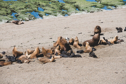 Sea lions dwelling in a natural national park reserve near Puerto Madryn in Valdes Peninsula in Argentina. Wild life nature image showing Patagonian animals in their natural habitat
