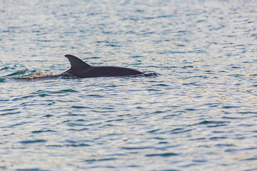 Lone Dolphin swimming in the wild