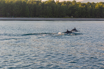 Naklejka premium Against the backdrop of mountains and the beach, a pair of dolphins swim near the shore 