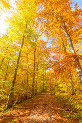 Hiking trail in the beautiful colourful forest in autumn
