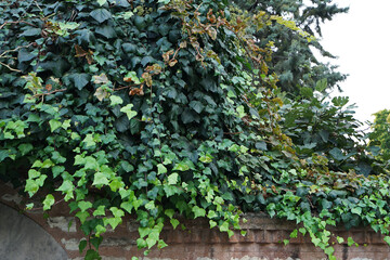 Natural green plants on cement concrete wall