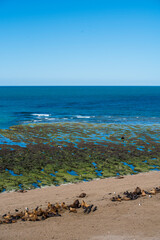 panoramic view of the beach near Puerto Madryn in Valdes Peninsula in northern Patagonia, Argentina. Sea Lions and Magellanic penguins dwelling in a natural reserve along the beach facing the Atlantic