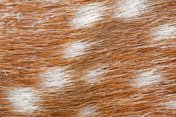 macro photo of texture of spotted deer fur