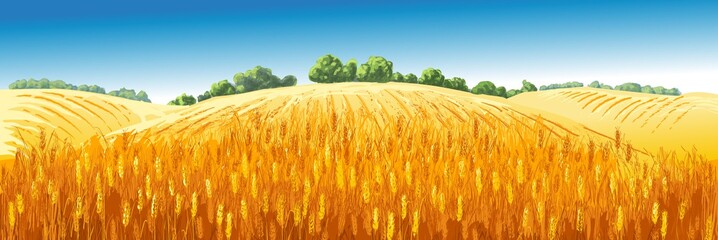 Vector rural summer landscape a field of ripe wheat on hills © mozart3737