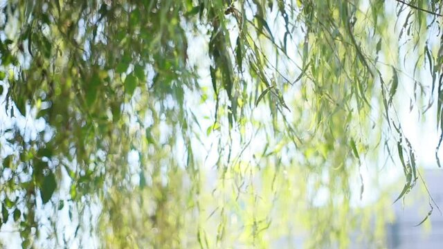 日差しがある秋晴れ。風に揺れる枝垂れ柳。