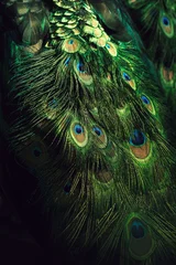 Fototapeten Peacock tail with beautiful colourful feathers © Artem Popov
