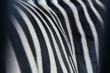 Fototapeta na wymiar skin texture of zebra