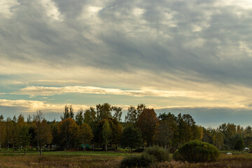 sunset in the forest