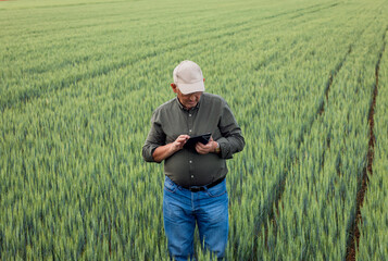 Naklejka na ściany i meble Senior farmer standing in wheat field holding tablet and examining crop during the day.