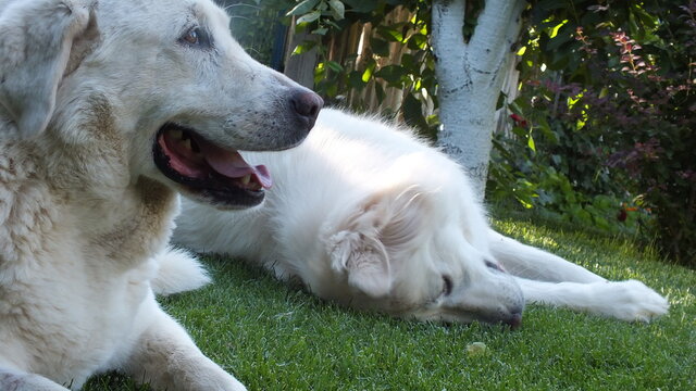Anatolian purebred sheepdog. Akbash,akbas, white dog