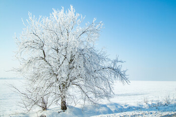 Fototapeta na wymiar beautiful tree covered with snow on a background of snow-covered field and blue sky in the countryside.