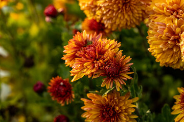 orange chrysanthemum flowers in the garden